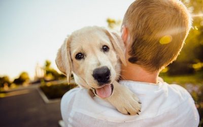 Comment se préparer à l’adoption d’un chien ?
