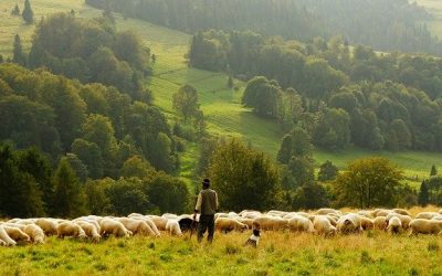 Quels sont les prérequis de l’élevage?