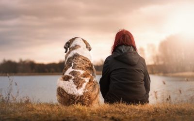 Comment passer un bon moment avec votre animal de compagnie ?