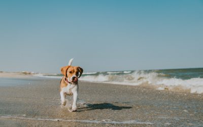 Comment lutter naturellement contre le stress canin ?