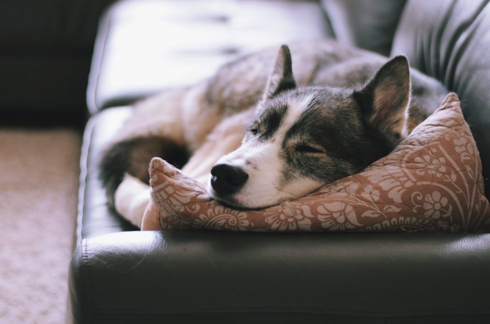 Adopter un chien, comment bien l'élever