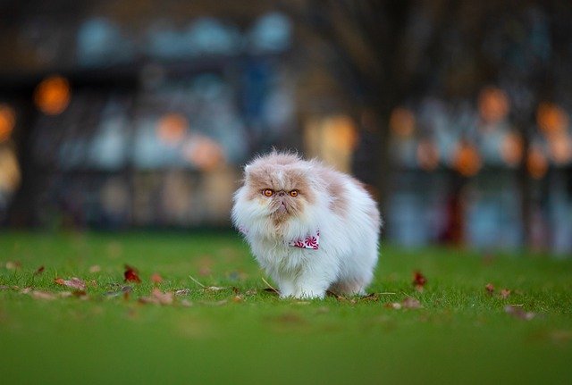 Comment entretenir votre chat persan ?