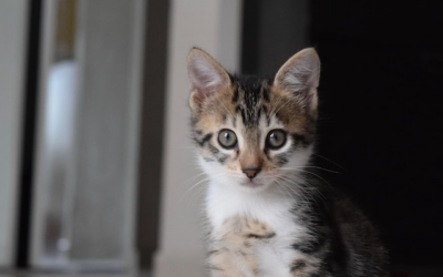 Pourquoi prévoir une assurance en adoptant un chaton ?