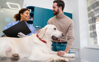 Trouver la meilleure assurance pour votre chien