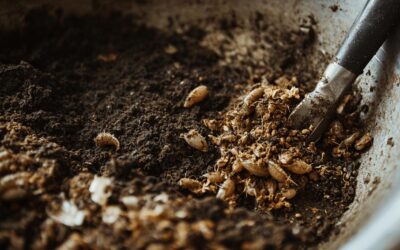 L’Anti-Asticots : Techniques Infaillibles pour une Poubelle sans Larves